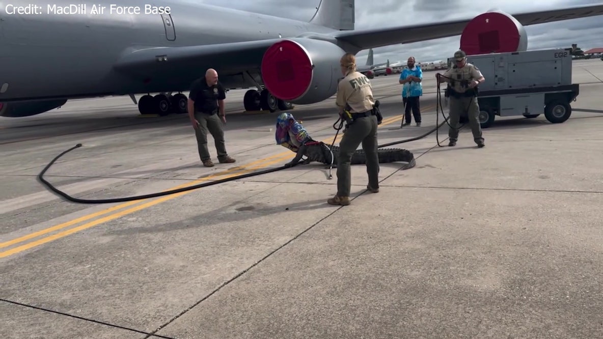 Gator wanders onto MacDill AFB runway